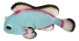 Deko-Fisch