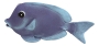 Wand-Deko - Fisch